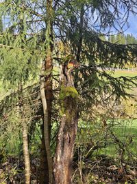 45c2885e-2c17-49d9-9559-3815520011ca